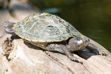 Gelbwangen Schmuckschildkröte,  Gelbbauch-Schmuckschildkröte (Trachemys scripta scripta)
