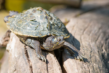 Gelbwangen Schmuckschildkröte,  Gelbbauch-Schmuckschildkröte (Trachemys scripta scripta)