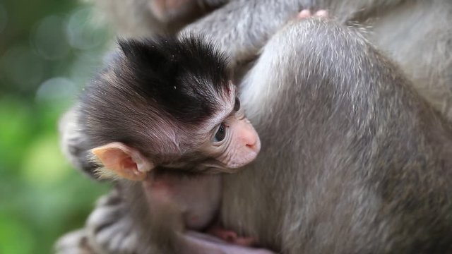 Portrait of baby monkey and mother in Ubud, island Bali, Indonesia. Close up