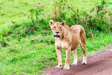 Lioness walks in savanna
