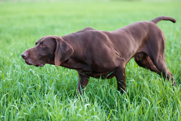 The brown hunting dog freezed in the pose smelling the wildfowl in the green grass. German Shorthaired Pointer.