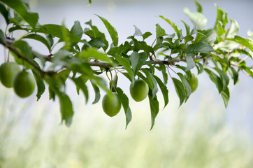 0016 fruit tree twig