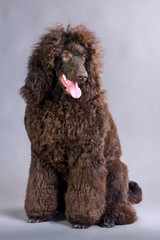 brown poodle