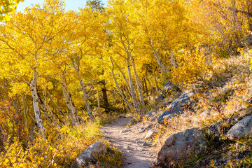Fototapeta premium Aspen grove at autumn in Rocky Mountains