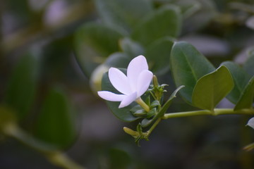 Madagascar exotic flower 