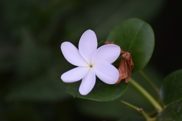 Madagascar exotic flower 