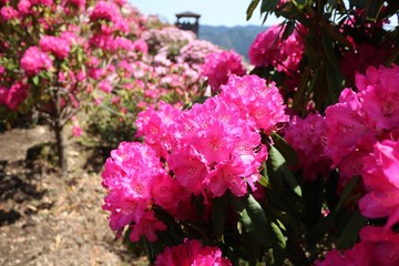 綺麗な満開のシャクナゲの花達