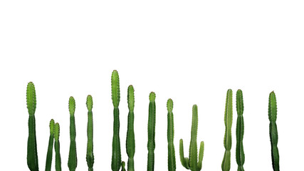 Plante succulente tropicale Cactus Cowboy (Euphorbia Ingens) isolé sur fond blanc, chemin de détourage inclus.
