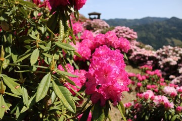 綺麗な満開のシャクナゲの花達
