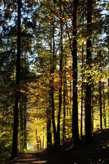 Sunbeam, forest