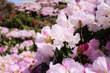 綺麗な満開のシャクナゲの花達