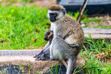 Obraz premium Vervet monkey or Chlorocebus pygerythrus