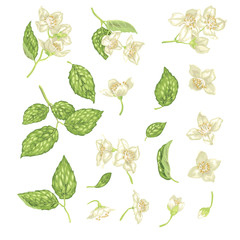 Jasmine Flower Branch Vector Realistic Graphic Set