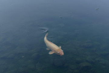 colorful carps in the pond