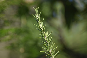 Rosemary plant in the garden