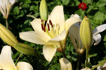 Flowers and Buds of a Lily, Drops on Petals. - 212348707