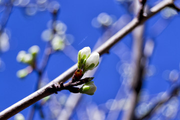 soft focus of greengages plums white flowers blossoms with blurry background - prunus domestica italica, rosaceae, rosales