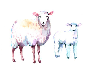 Sheep. Watercolor illustration