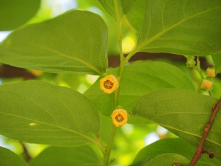 Persimmon bud flower