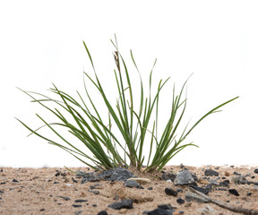 Green grass in sand against white background