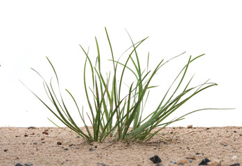 Green grass in sand against white background