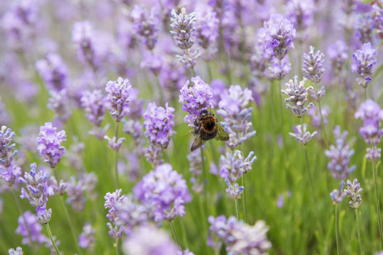 Bumblee in lavender