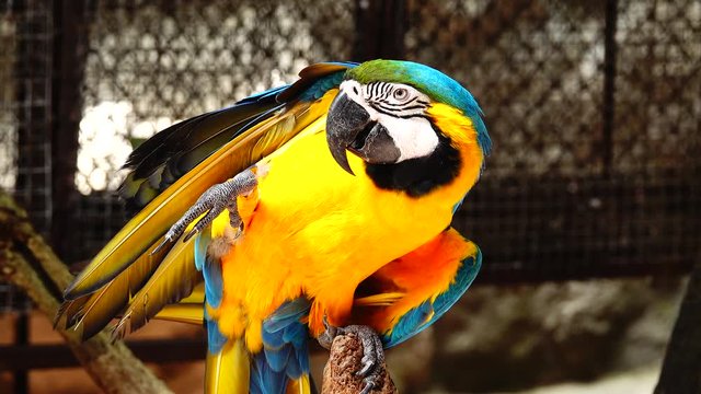 4K The eye blue and gold macaw