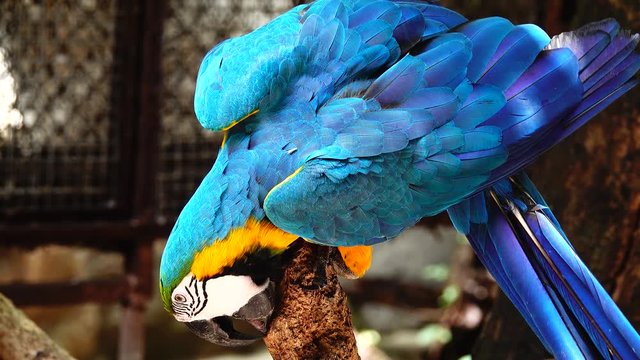 4K The eye blue and gold macaw
