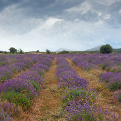 Fototapeta na wymiar Beautiful atmospheric landscape with a field of lavender. Dinaric Alps, Bosnia and Herzegovina, Republika Srpska, Zubacko polje