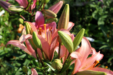 Flowers and Buds of a Lily, Drops on Petals. - 212350305