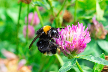 bumblebee on a clover