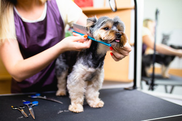 Yorkshire terrier at grooming salon