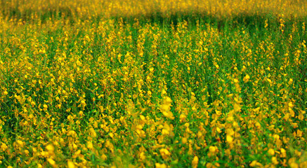 Obraz premium Crotalaria juncea, SunHemp is a plant that can be grown to nourish the soil and also has beautiful flowers