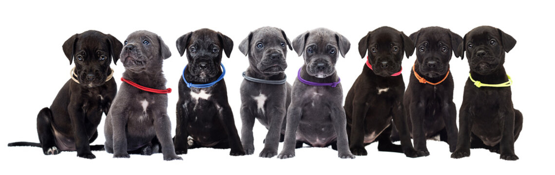 group of cane corso puppies