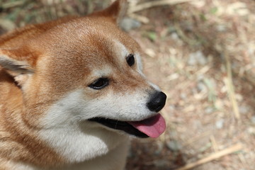 柴犬