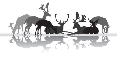 Naklejka premium Standing and lying deers silhouette with reflection