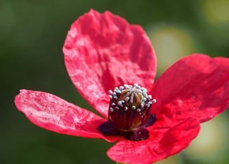 Rough Poppy (Papaver hybridum)