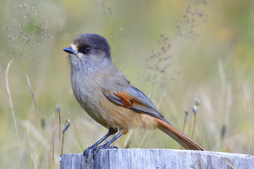 Unglückshäher in Schweden im Herbst