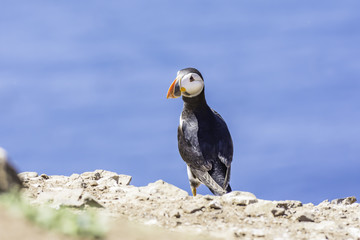 Atlantic puffin, Fratercula arctica, on cliff edge