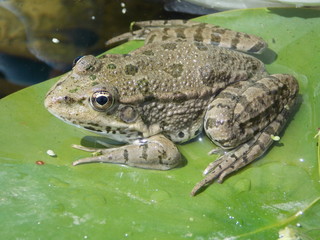 grenouille