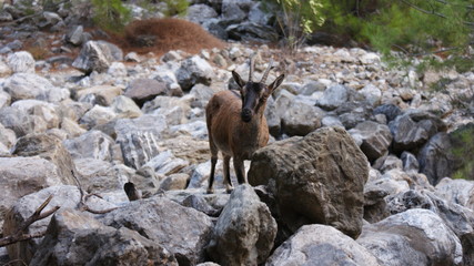 Chevre dans les Gorges de Samaria
