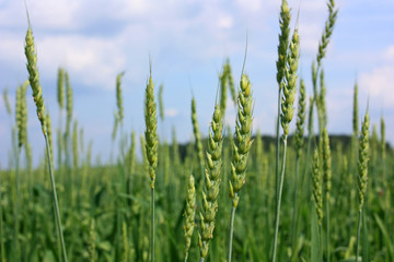 Obraz premium Wheat in the field