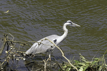 Wild grey heron (Ardea cinerea) on hunt in the River Thames - Richmond upon Thames, United Kingdom