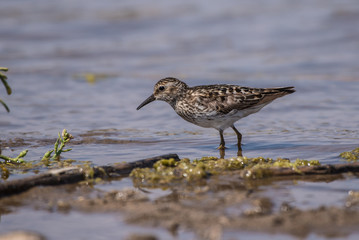 Sanderling marine bird looking intently into the pond water in search of food to eat.
