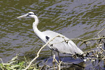 Wild grey heron (Ardea cinerea) on hunt in the River Thames - Richmond upon Thames, United Kingdom