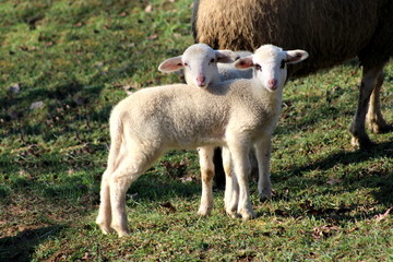 Obraz na płótnie Canvas Two small adorable fluffy lambs standing on uncut grass and posing for camera on warm winter day