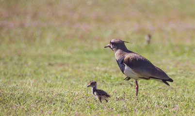 Tero comuncampos y su cria