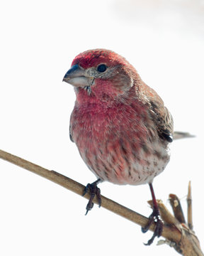 Male House Finch