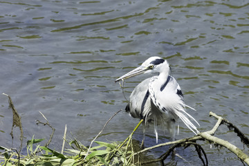 Wild grey heron (Ardea cinerea) eating lunch in the River Thames - Richmond upon Thames, United Kingdom