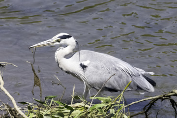 Wild grey heron (Ardea cinerea) eating lunch in the River Thames - Richmond upon Thames, United Kingdom